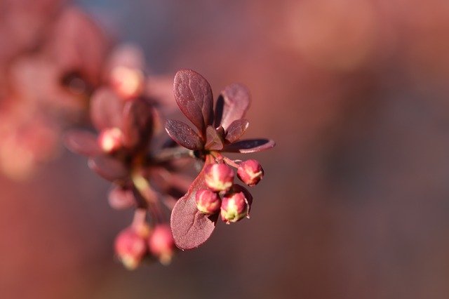 Free download Shrub Leaves Purple Flower Buds -  free photo or picture to be edited with GIMP online image editor