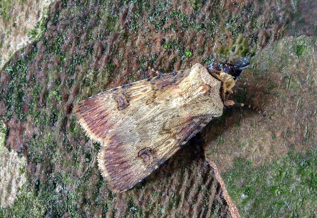 Free download Shuttle-Shaped-Dart Moth Wings -  free photo or picture to be edited with GIMP online image editor