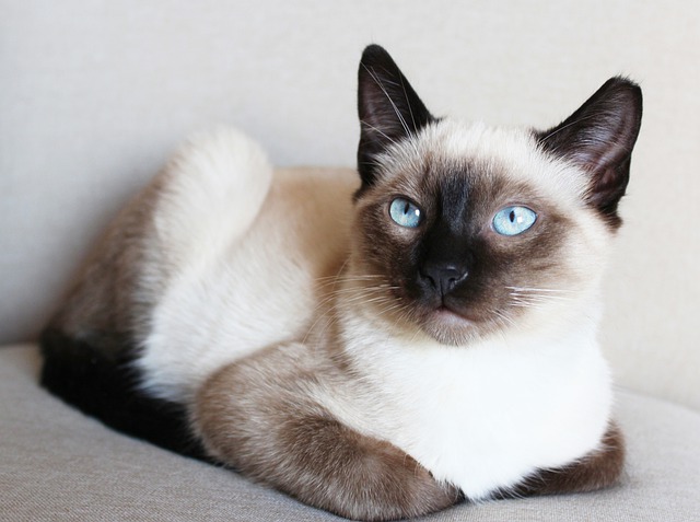 Free download siamese cat pet feline animal fur free picture to be edited with GIMP free online image editor