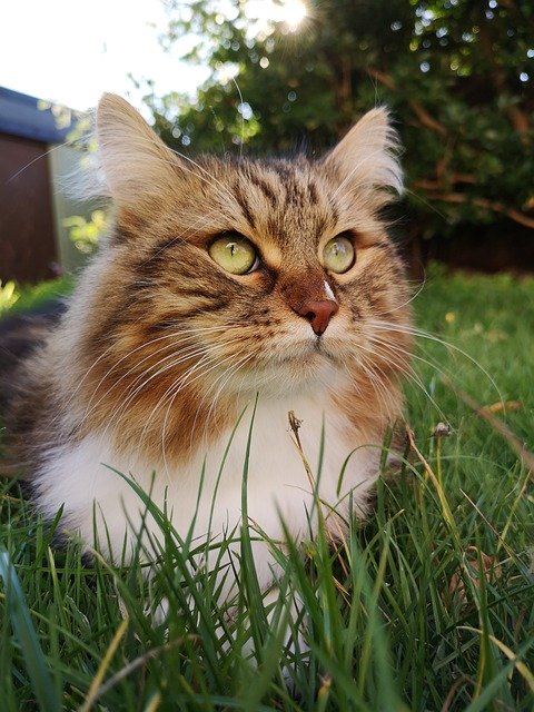 Free download Siberian Cat Animal -  free photo or picture to be edited with GIMP online image editor