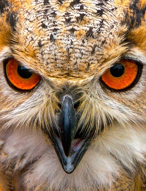 Free download Siberian Eagle Owl -  free photo or picture to be edited with GIMP online image editor