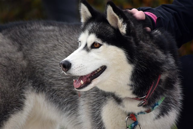 Free download siberian husky dog pet animal free picture to be edited with GIMP free online image editor