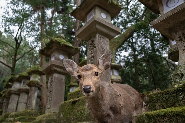 Free download sika deer deer inquisitive curious free picture to be edited with GIMP free online image editor