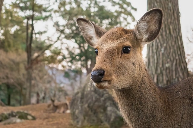 Free download sika deer deer nara park nara free picture to be edited with GIMP free online image editor