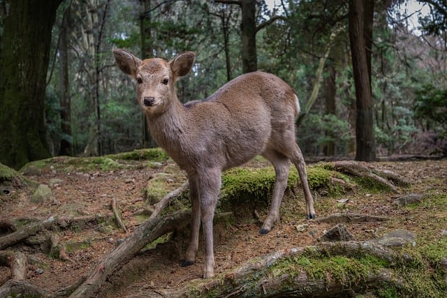 Free download sika deer deer wildlife nara park free picture to be edited with GIMP free online image editor