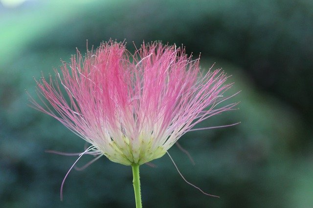 Free download Silk Tree Albizia Julibrissin -  free photo or picture to be edited with GIMP online image editor