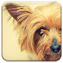 Silky Terrier  screen for extension Chrome web store in OffiDocs Chromium