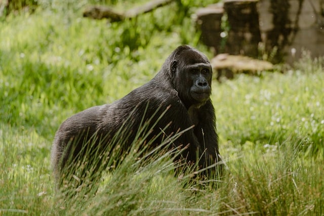 Free download silverback gorilla gorilla ape free picture to be edited with GIMP free online image editor