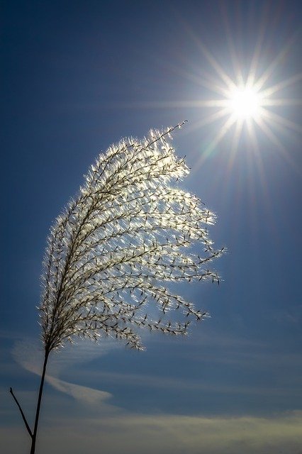 Free download Silver Grass Autumn Reed -  free photo or picture to be edited with GIMP online image editor