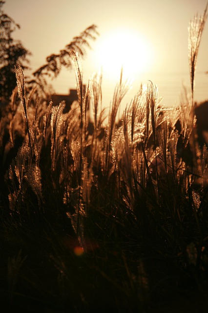 Free download silver grass autumn solar sunset free picture to be edited with GIMP free online image editor