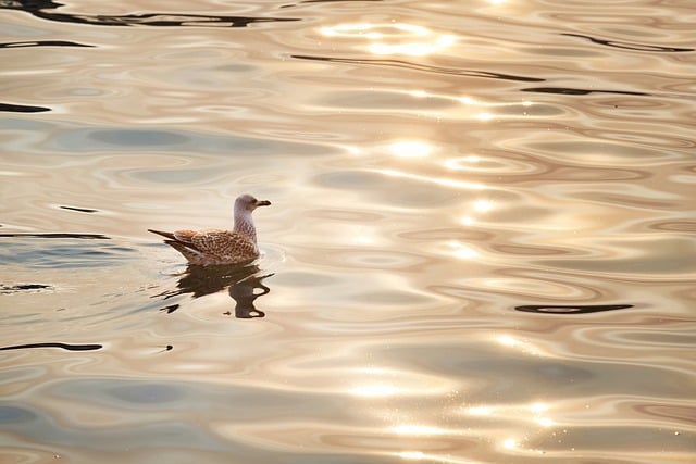 Free download silver gull bird animal gull free picture to be edited with GIMP free online image editor