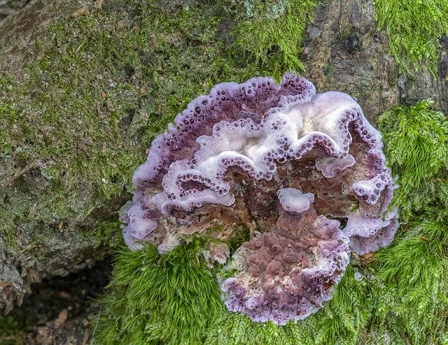 Free download Silverleaf Fungus Fungi Autumn -  free photo or picture to be edited with GIMP online image editor