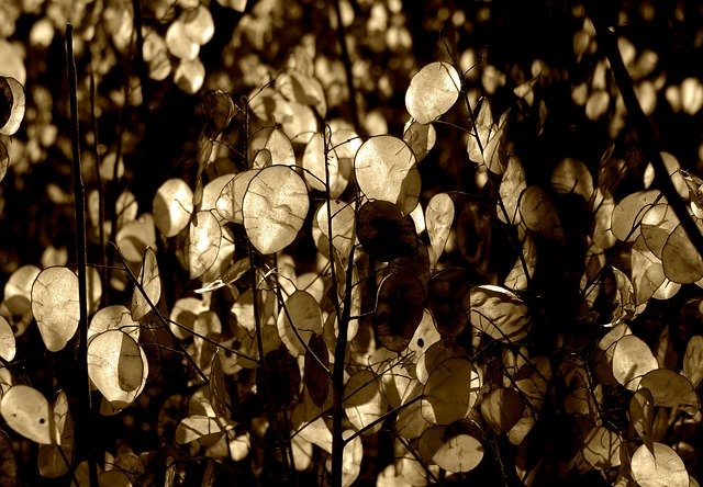 Free download Silver Leaf Lunaria Horticultural -  free photo or picture to be edited with GIMP online image editor