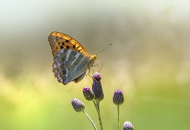 Free download silver washed fritillary butterfly free picture to be edited with GIMP free online image editor