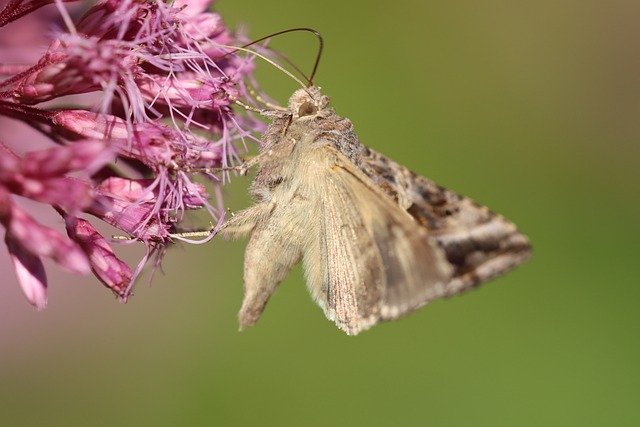 Free download silver y moth moth flower insect free picture to be edited with GIMP free online image editor