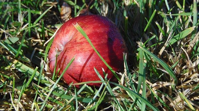 Free download Single Apple Grass Red -  free photo or picture to be edited with GIMP online image editor