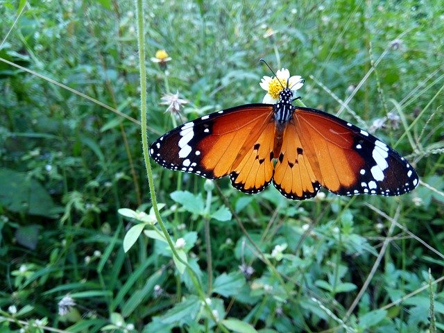 Free download Single Butterfly In -  free photo or picture to be edited with GIMP online image editor