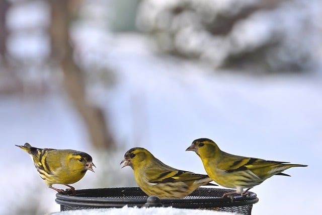 Free download siskin forest bird feeding place free picture to be edited with GIMP free online image editor