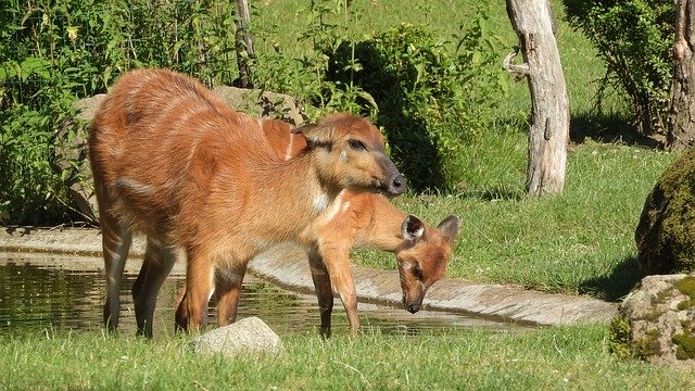 Free download Sitatunga West African Tragelaphus -  free photo or picture to be edited with GIMP online image editor