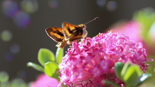 Free download skipper butterfly butterfly flowers free picture to be edited with GIMP free online image editor