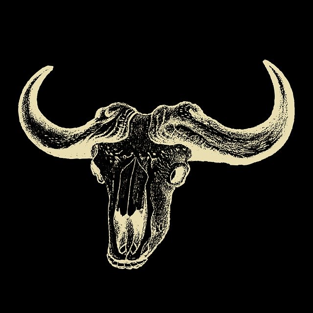 Free download Skull Cow Skeleton -  free illustration to be edited with GIMP free online image editor