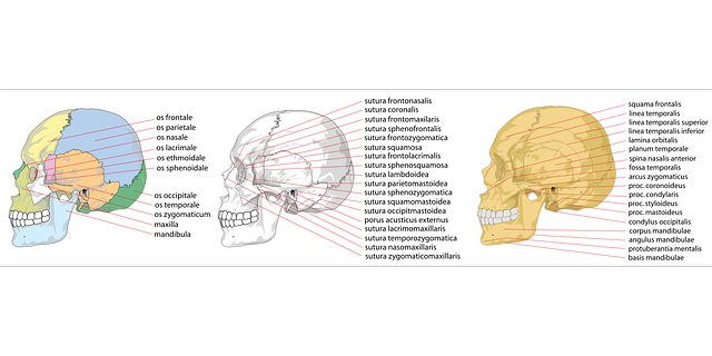 Free download Skull Human Side - Free vector graphic on Pixabay free illustration to be edited with GIMP free online image editor