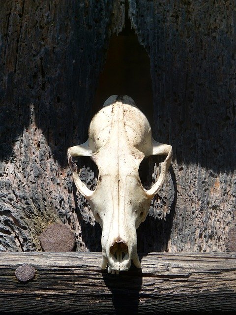 Free download Skull Of Goat Death -  free photo or picture to be edited with GIMP online image editor