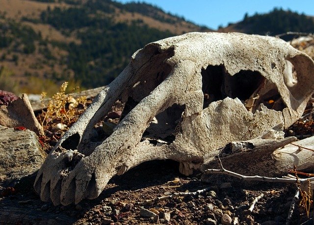 Free download Skull Of Horse On Sod Roof -  free photo or picture to be edited with GIMP online image editor