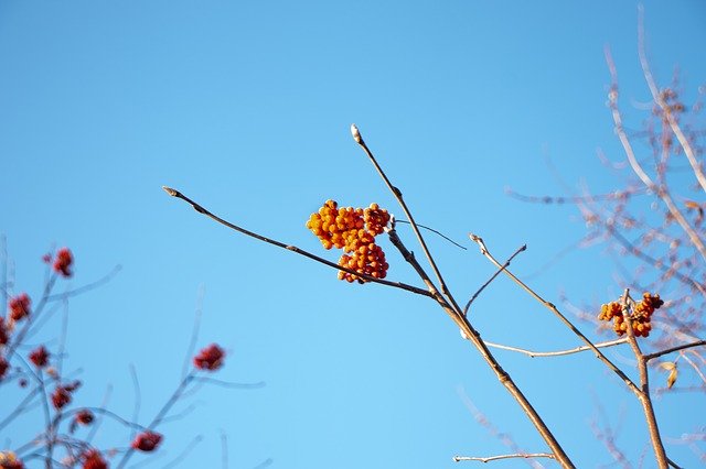 Free download Sky Berries Red -  free photo or picture to be edited with GIMP online image editor