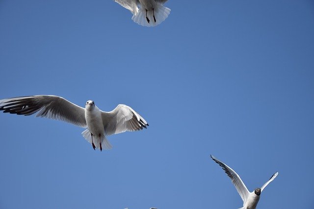 Free download Sky Bird Seagull -  free photo or picture to be edited with GIMP online image editor