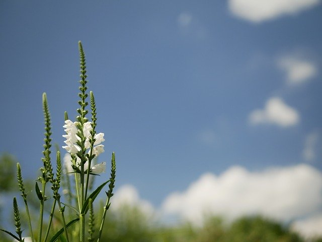 Free download Sky Blue Flowers -  free photo or picture to be edited with GIMP online image editor