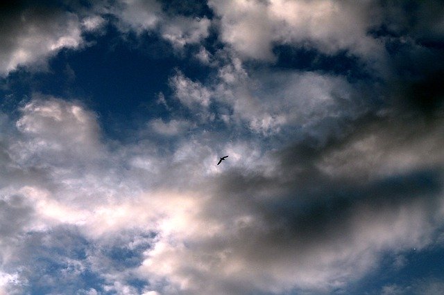 Free download Sky Clouds A Bird In The -  free photo or picture to be edited with GIMP online image editor