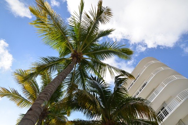 Free download Sky Clouds Palm Trees White -  free photo or picture to be edited with GIMP online image editor