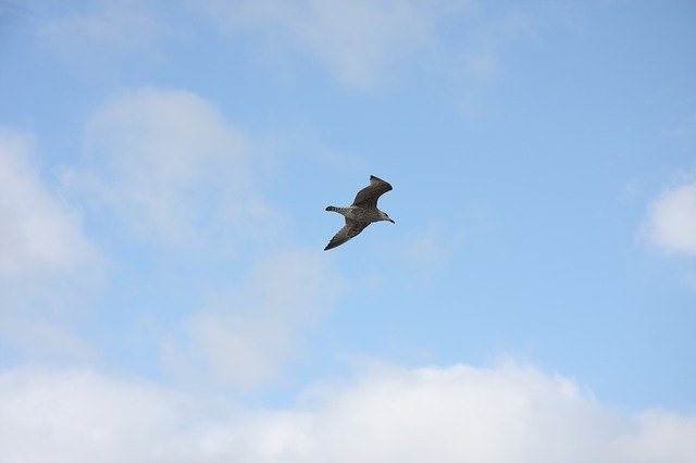 Free download Sky Clouds Seagull North free photo template to be edited with GIMP online image editor