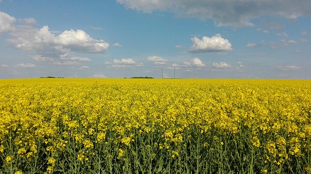 Free download Sky Rapeseed Landscape -  free photo or picture to be edited with GIMP online image editor