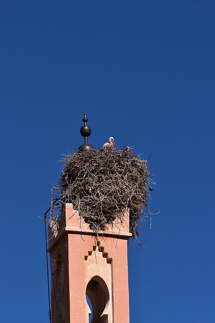 Free download Sky Stork Nest -  free photo or picture to be edited with GIMP online image editor