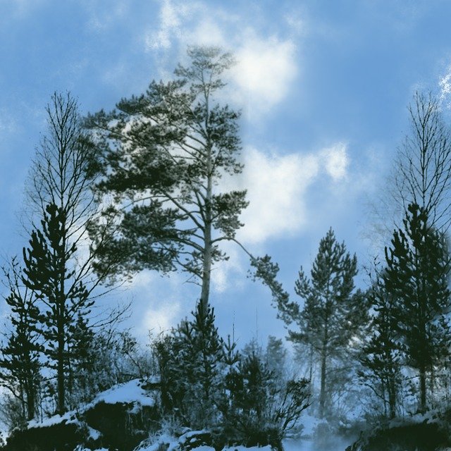 Free download Sky Trees Forest -  free illustration to be edited with GIMP free online image editor