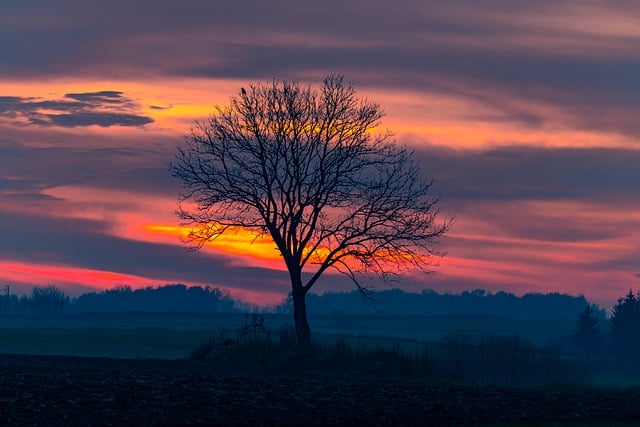 Free download sky twilight tree landscape nature free picture to be edited with GIMP free online image editor