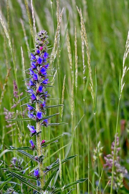 Free download Slangenkruid Echium Vulgare Flower -  free photo or picture to be edited with GIMP online image editor