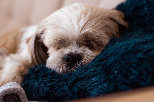 Free download sleeping dog dog shih tzu puppy free picture to be edited with GIMP free online image editor