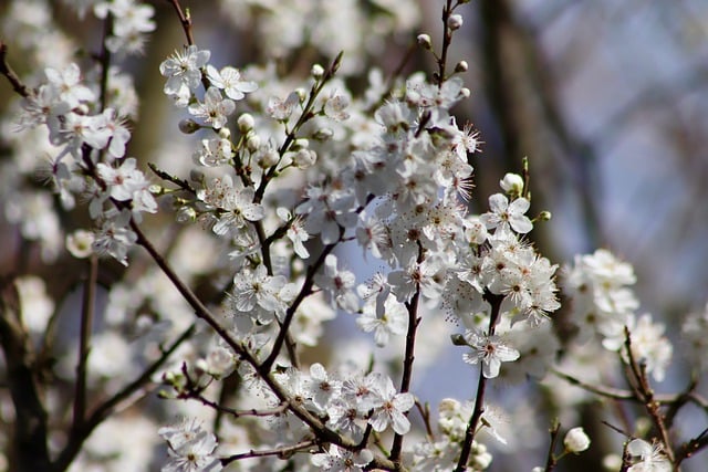 Free download sloe blackthorn flowers free picture to be edited with GIMP free online image editor