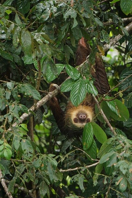 Free download Sloth Costa Rica Nature -  free photo or picture to be edited with GIMP online image editor