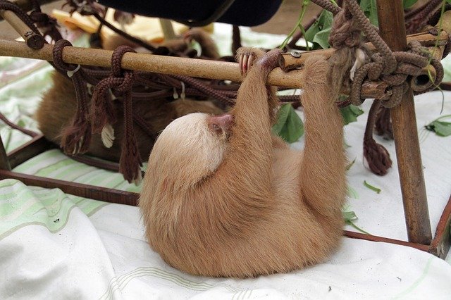 Free download Sloths Arboreal Mammals -  free photo or picture to be edited with GIMP online image editor