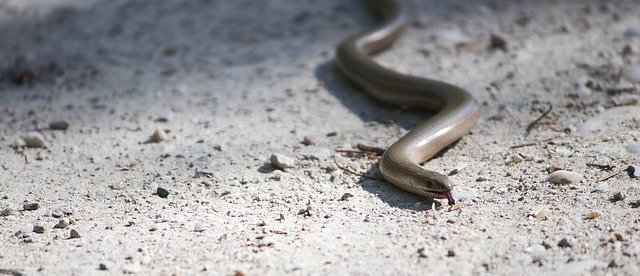 Free download Slow Worm Auenwald Animal -  free photo or picture to be edited with GIMP online image editor