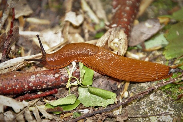 Free download Slug Animals Creepy -  free photo or picture to be edited with GIMP online image editor