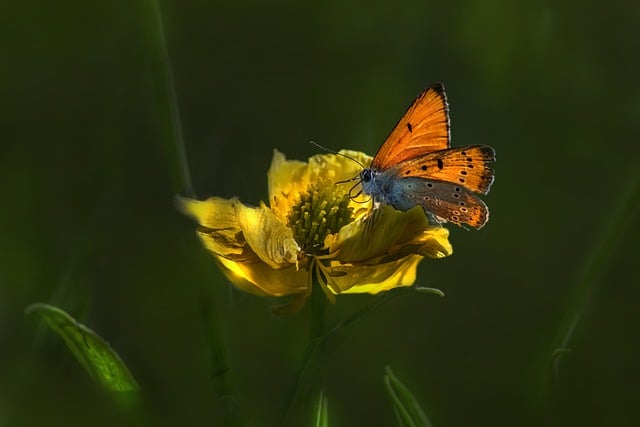 Free download small copper yellow flower free picture to be edited with GIMP free online image editor