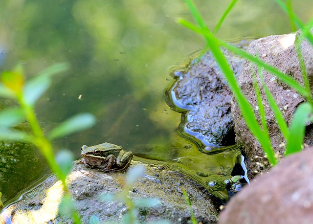 Free download small frog lake fauna boulder free picture to be edited with GIMP free online image editor