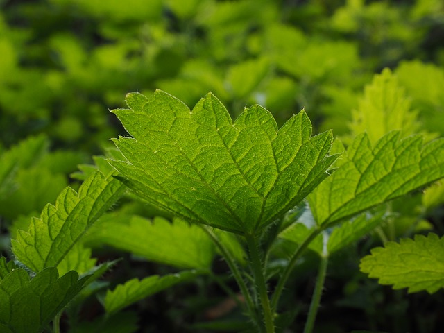 Free download small nettle stinging nettles urtica free picture to be edited with GIMP free online image editor