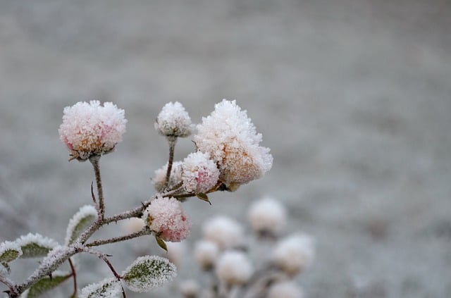 Free download small shrub roses groundcover roses free picture to be edited with GIMP free online image editor