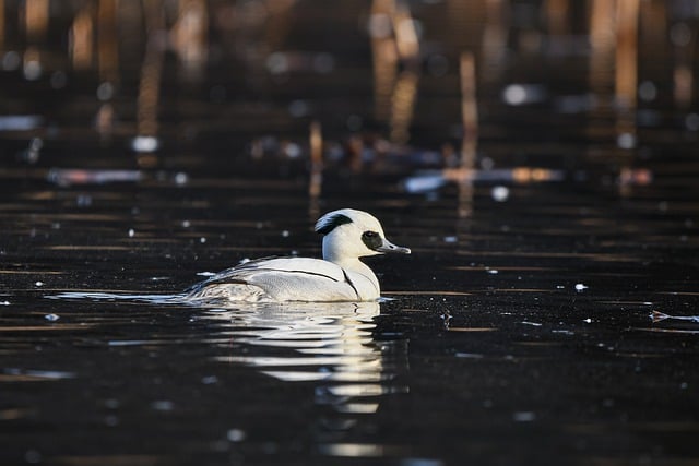 Free download smew pond animal bird duck free picture to be edited with GIMP free online image editor